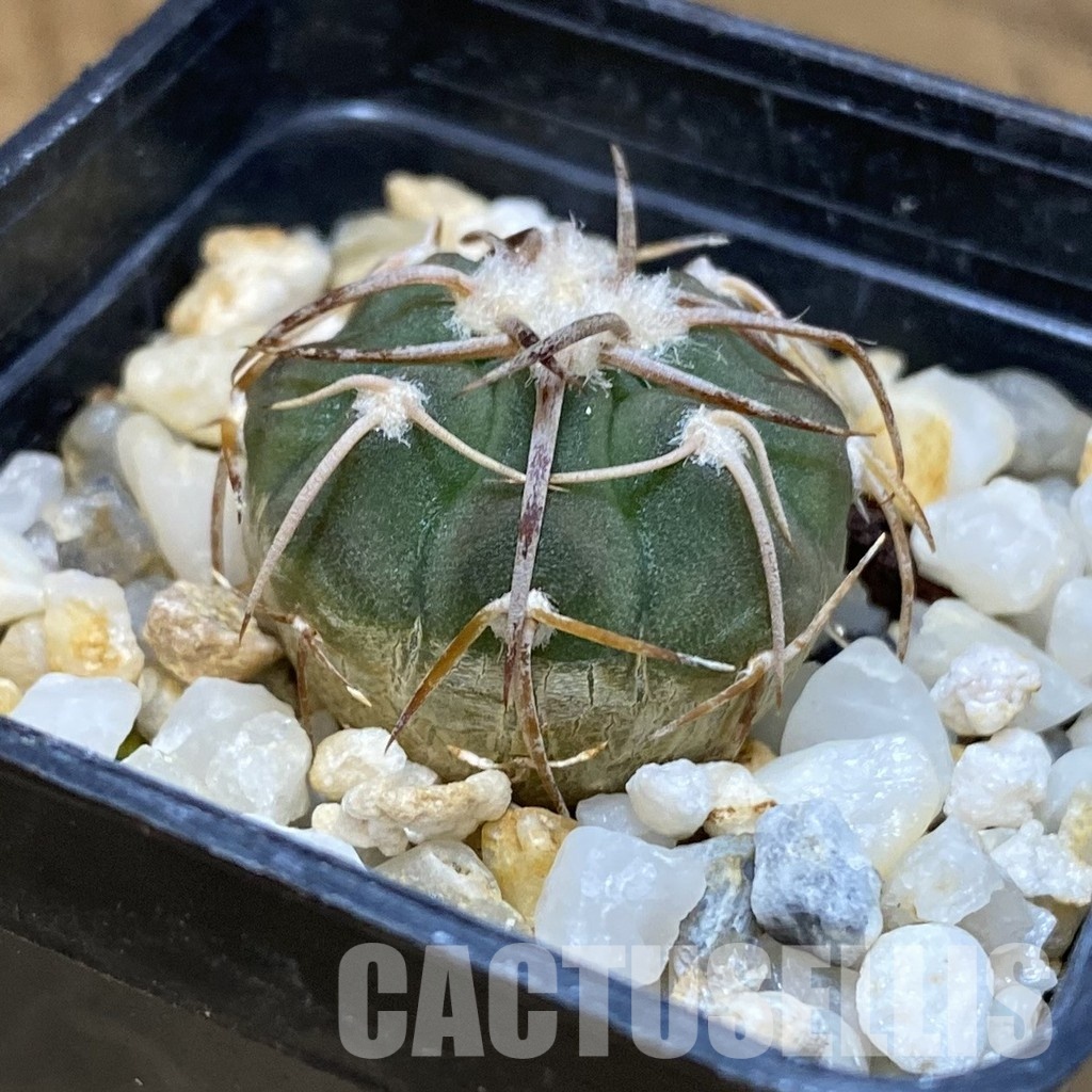 DP28749 Gymnocalycium coloradense VS 809 - Image 2