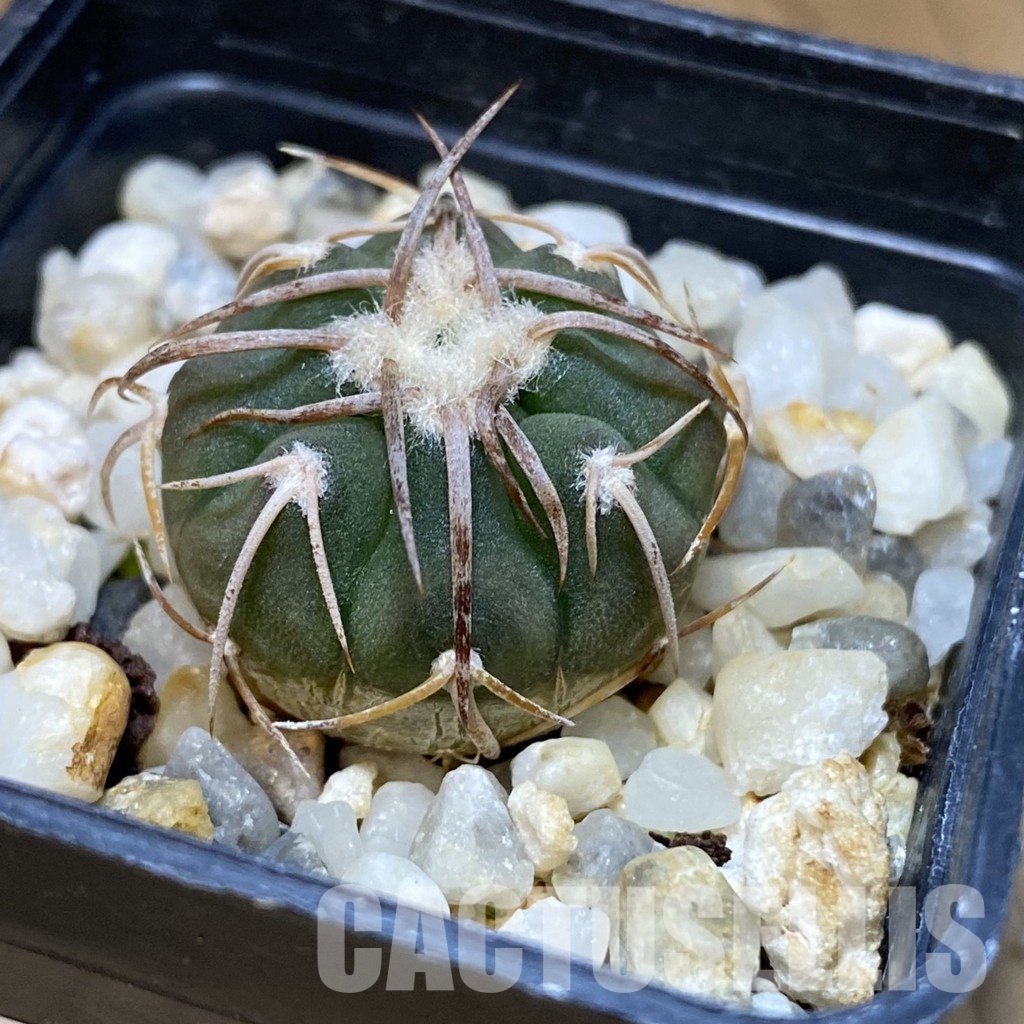 DP28749 Gymnocalycium coloradense VS 809 - Image 3