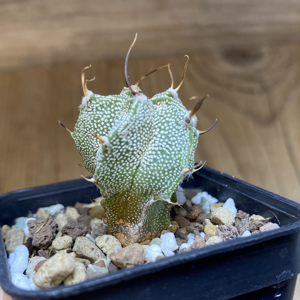 DP28712 Astrophytum ornatum hybrid - Image 3