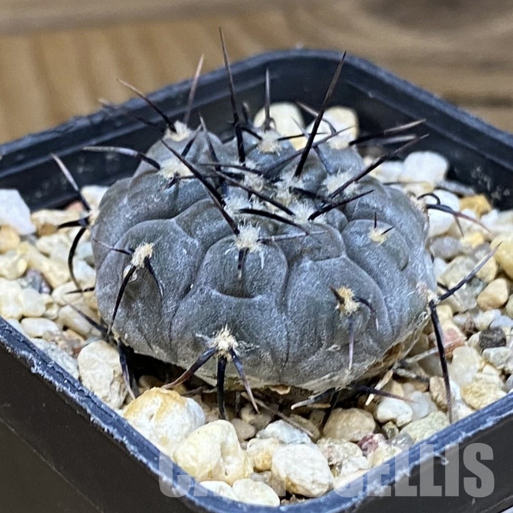 DP28751 Gymnocalycium esperanzae TOM 09-436.1 - Image 2