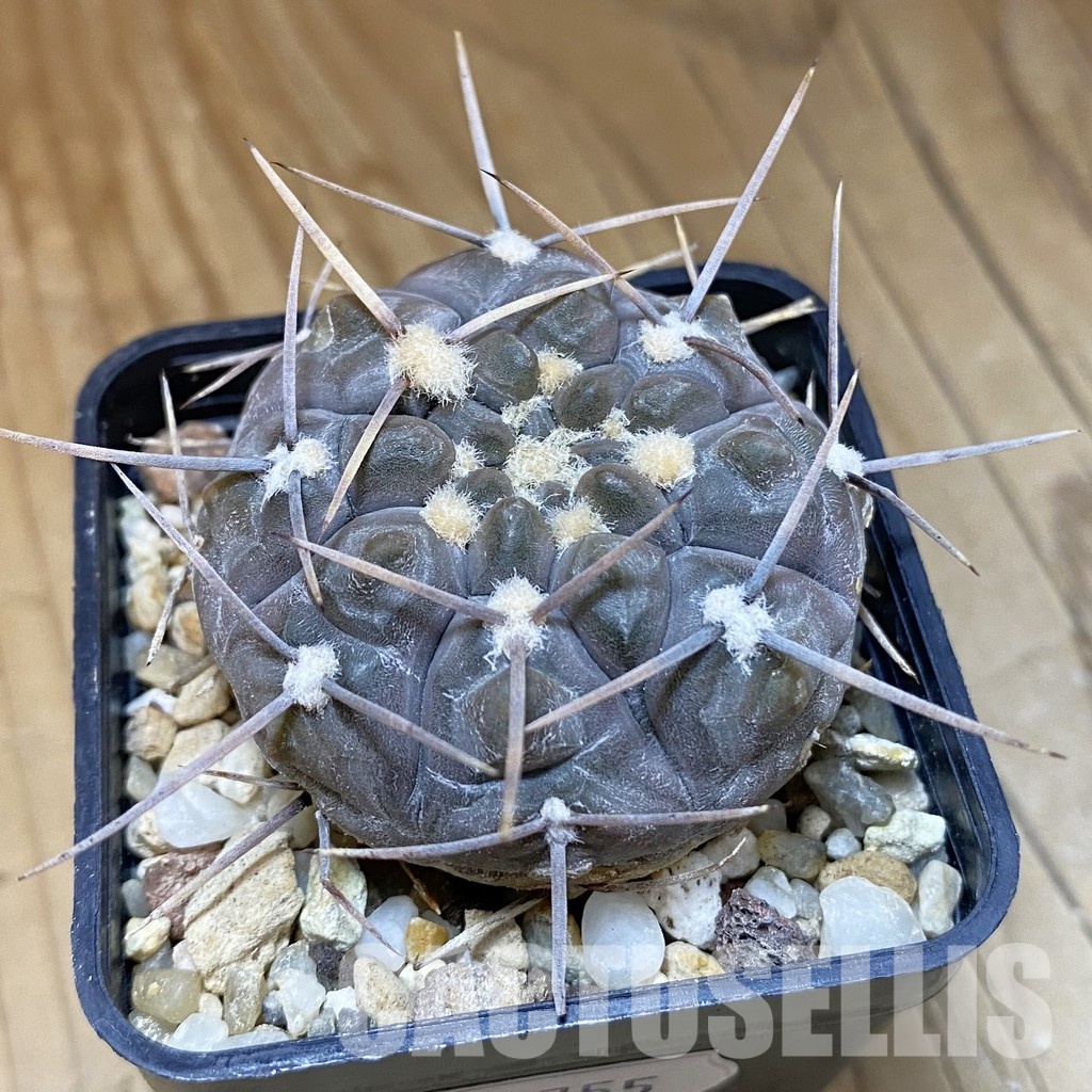 DP28755 Gymnocalycium borthii v. nogolense