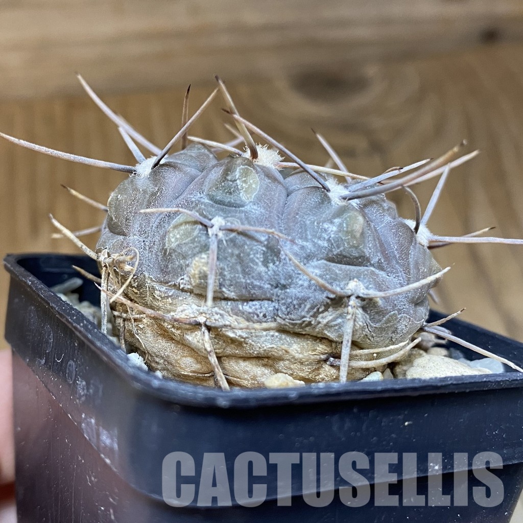 DP28755 Gymnocalycium borthii v. nogolense - Image 2