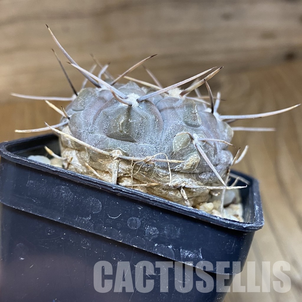 DP28755 Gymnocalycium borthii v. nogolense - Image 3