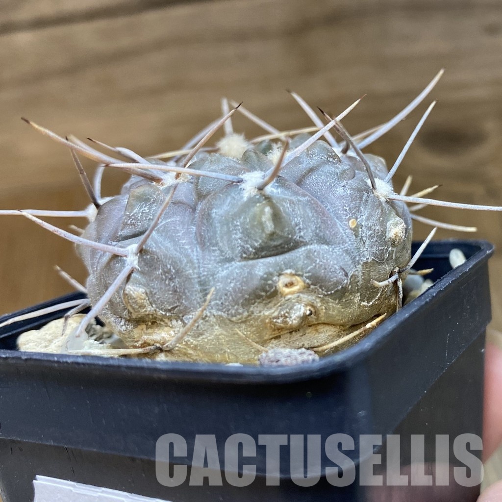 DP28755 Gymnocalycium borthii v. nogolense - Image 4