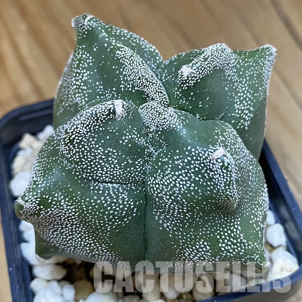 DP28761 Astrophytum myriostigma ‘Kikko’ v. quadricostatum