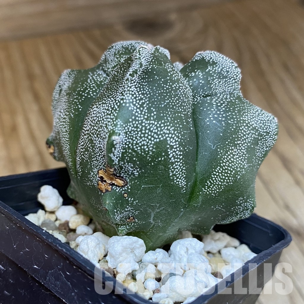DP28761 Astrophytum myriostigma ‘Kikko’ v. quadricostatum - Image 2