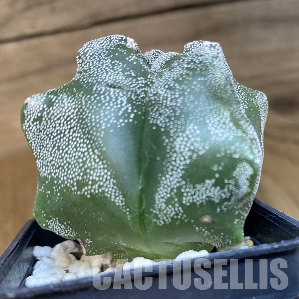 DP28761 Astrophytum myriostigma ‘Kikko’ v. quadricostatum - Image 3