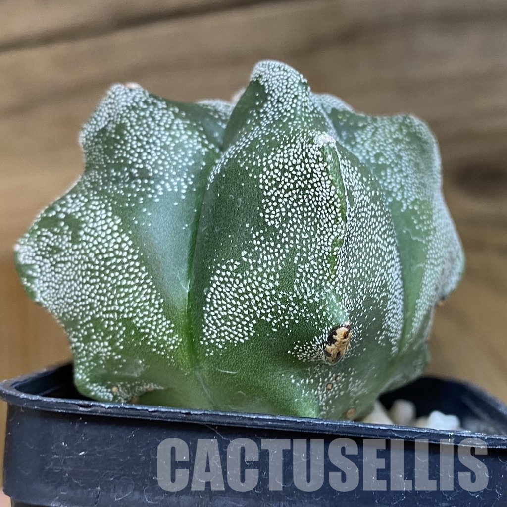 DP28761 Astrophytum myriostigma ‘Kikko’ v. quadricostatum - Image 4