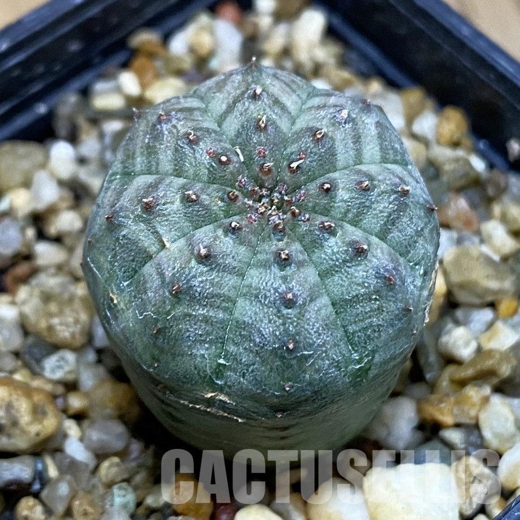 DP28765 Euphorbia obesa