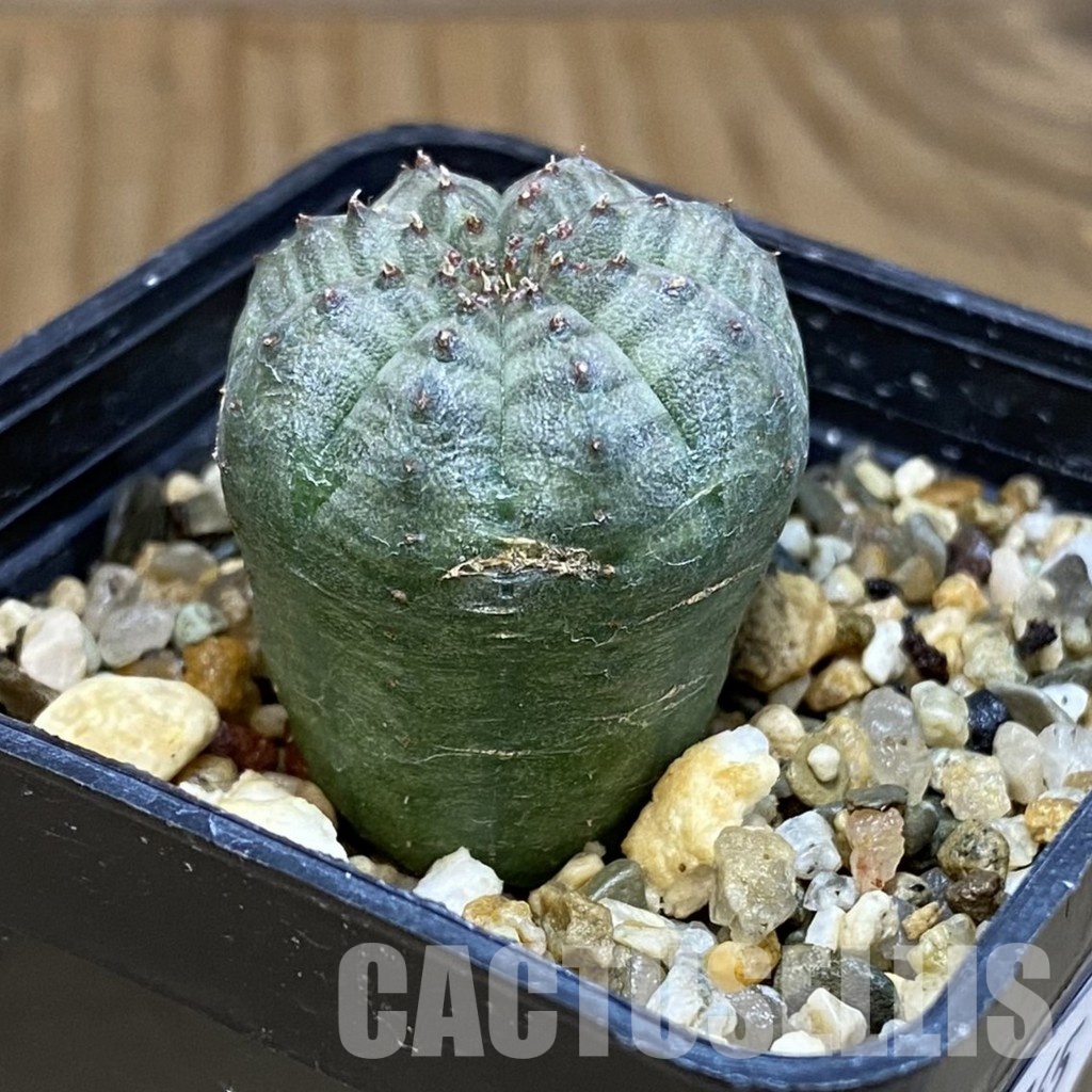 DP28765 Euphorbia obesa - Image 2