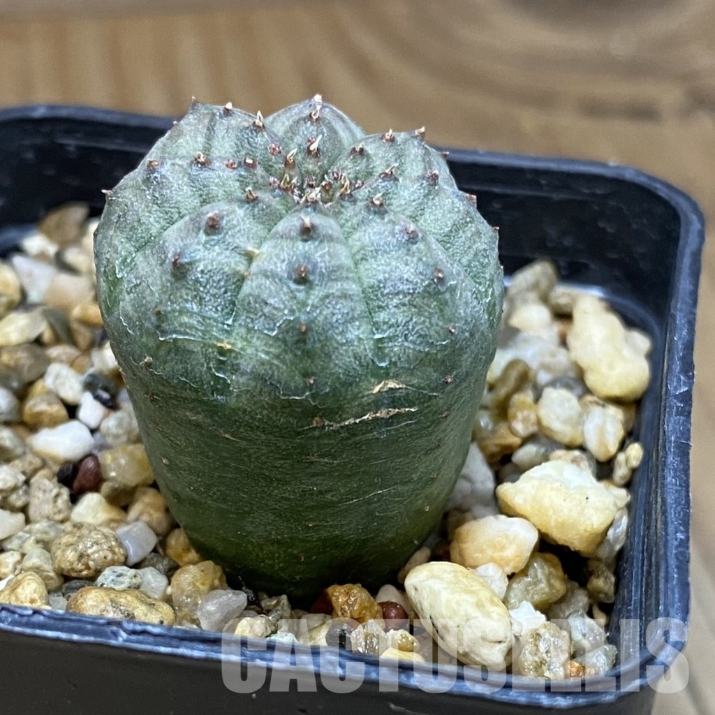 DP28765 Euphorbia obesa - Image 3