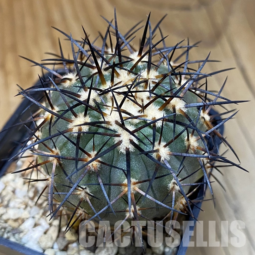 DP28767 Copiapoa calderana SL 19-24