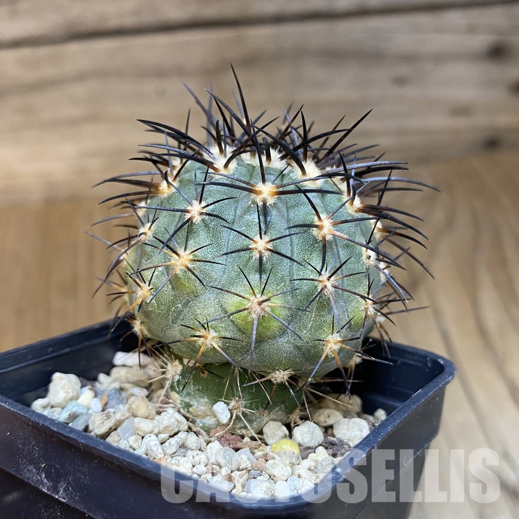 DP28767 Copiapoa calderana SL 19-24 - Image 3