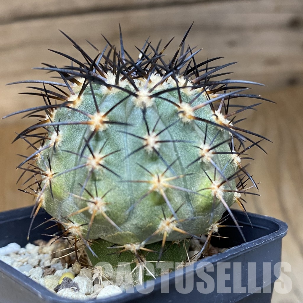 DP28767 Copiapoa calderana SL 19-24 - Image 4
