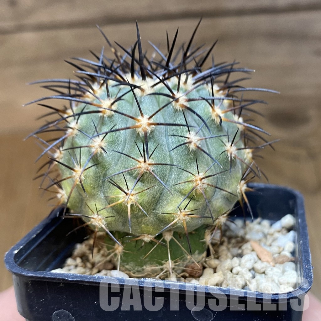 DP28767 Copiapoa calderana SL 19-24 - Image 2