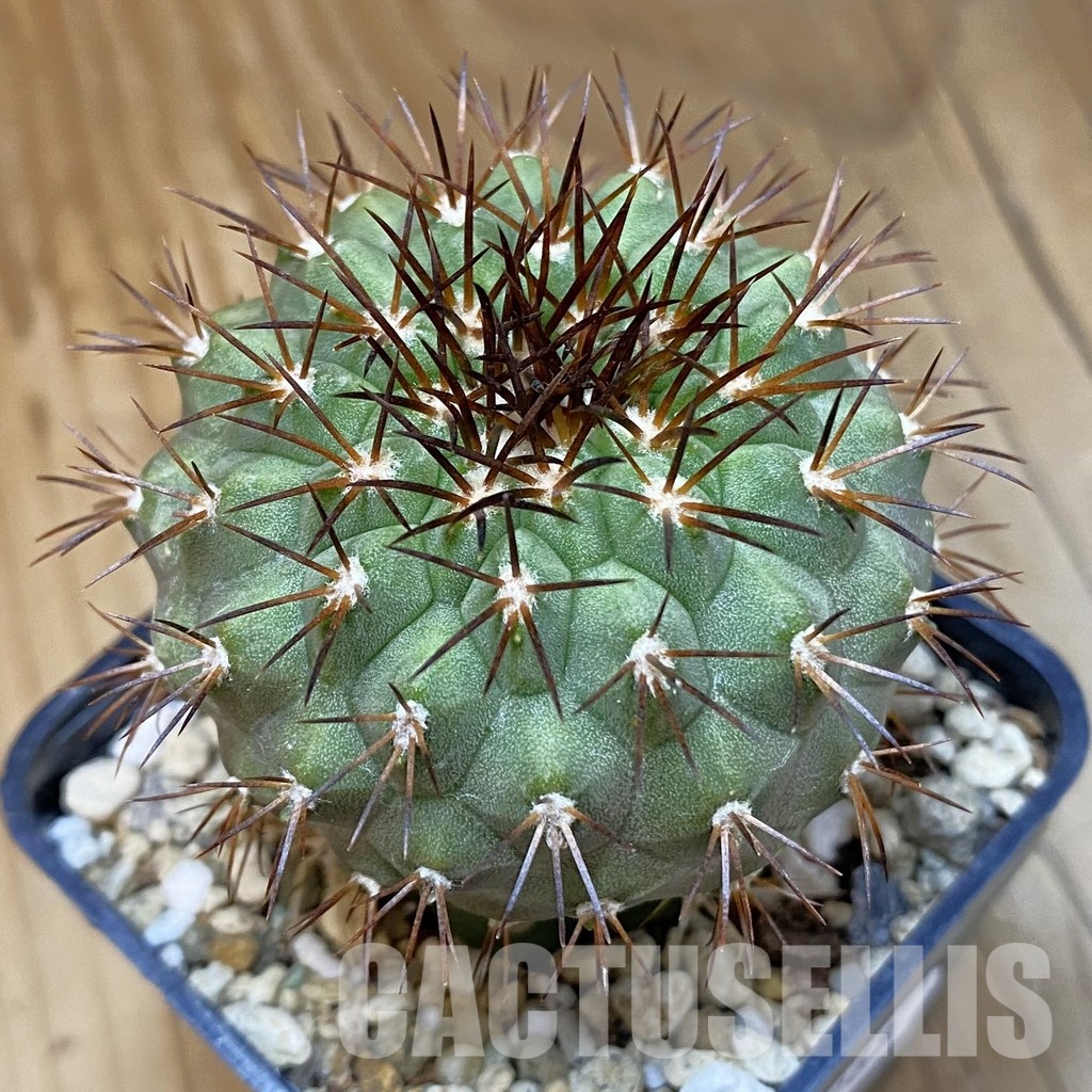 DP28768 Copiapoa longistaminea f. ‘Tigrillensis’