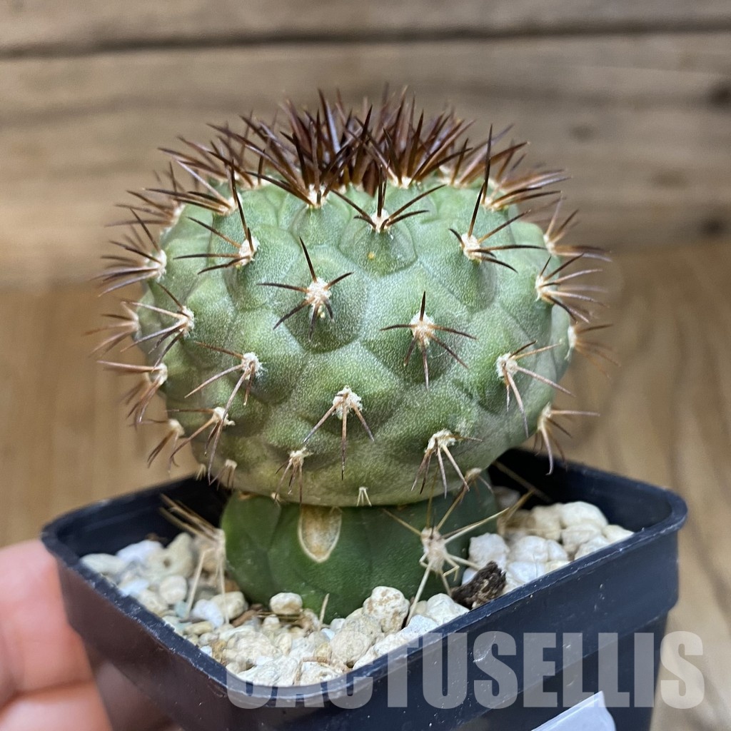 DP28768 Copiapoa longistaminea f. ‘Tigrillensis’ - Image 2