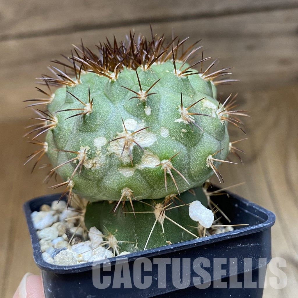 DP28768 Copiapoa longistaminea f. ‘Tigrillensis’ - Image 3