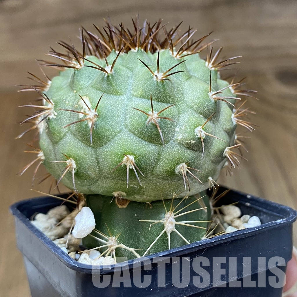 DP28768 Copiapoa longistaminea f. ‘Tigrillensis’ - Image 4