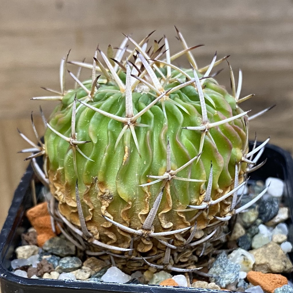 DP28715 Echinofossulocactus phyllacanthus - Image 2