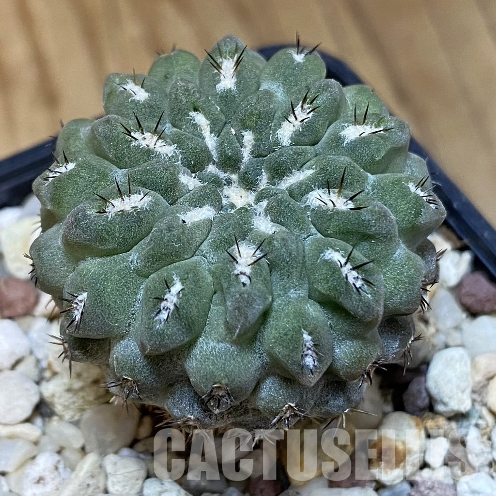 DP28772 Eriosyce heinrichiana JA 01