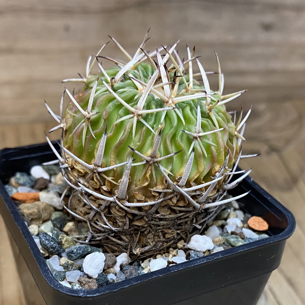 DP28715 Echinofossulocactus phyllacanthus - Image 3