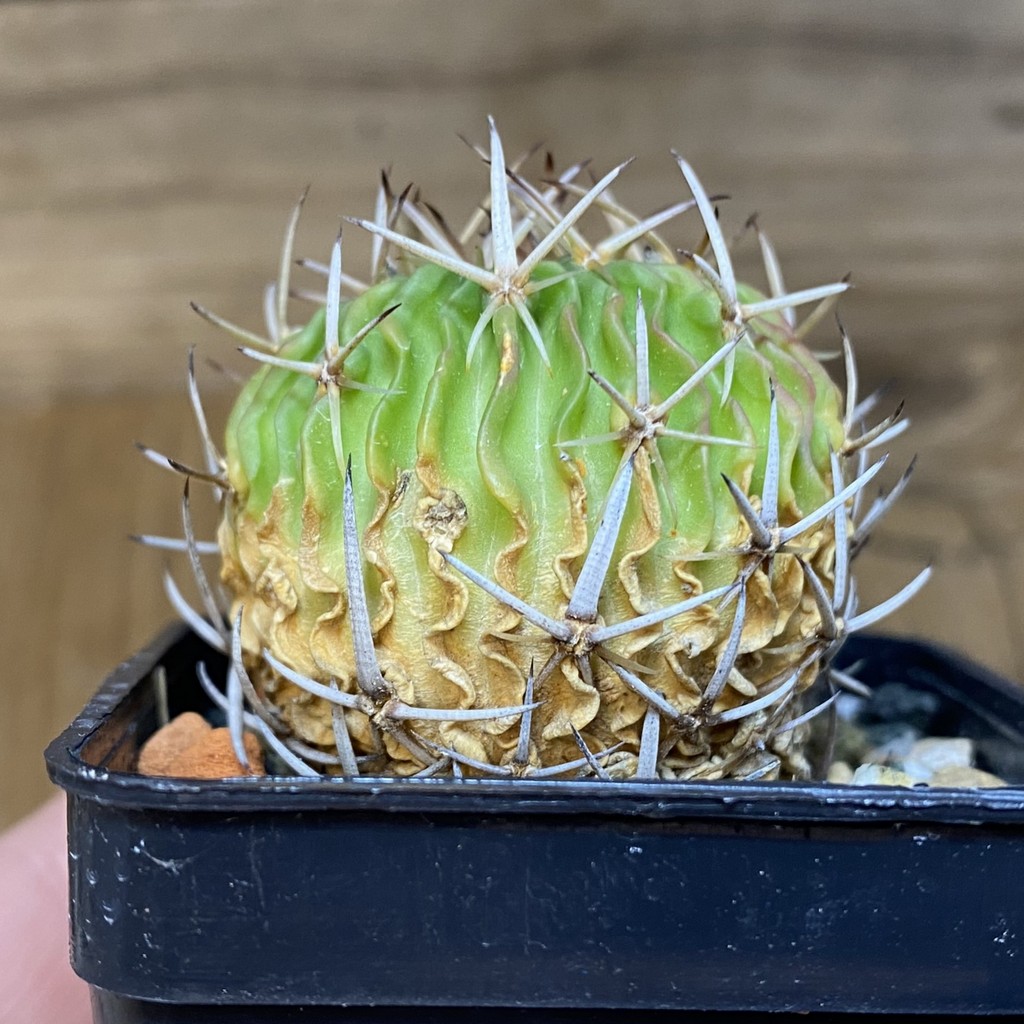 DP28715 Echinofossulocactus phyllacanthus - Image 4