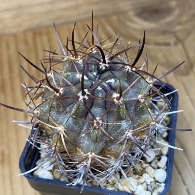 DP28717 Eriosyce curvispina