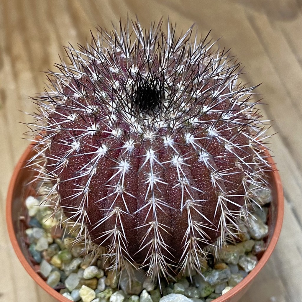 DP28722 Uebelmannia pectinifera