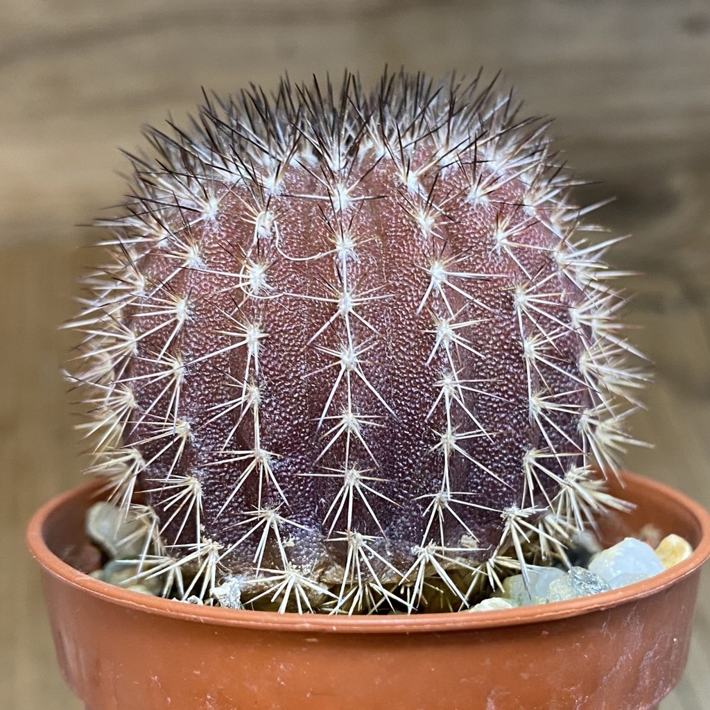 DP28722 Uebelmannia pectinifera - Image 3
