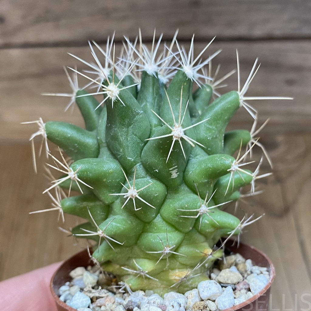 DP28725 Thelocactus conothelos v. flavus - Image 2