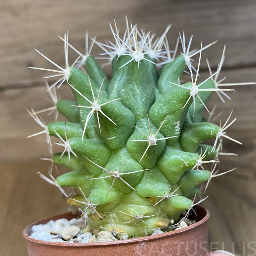 DP28725 Thelocactus conothelos v. flavus - Image 3