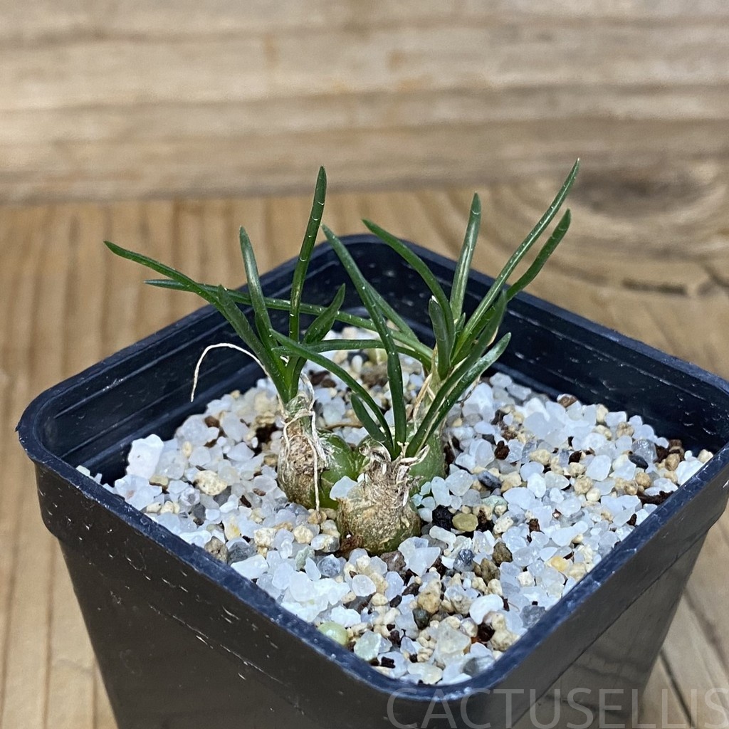 DP28727 Ornithogalum lithopsoides - Image 2