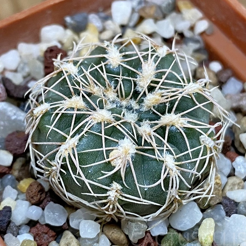 DP28733 Gymnocalycium parvulum
