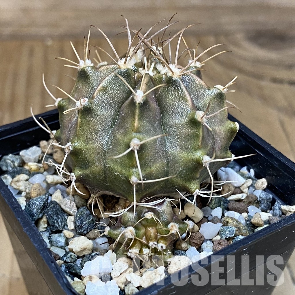 SH20633 Gymnocalycium mihanovichii ‘Rusty’ - Image 2