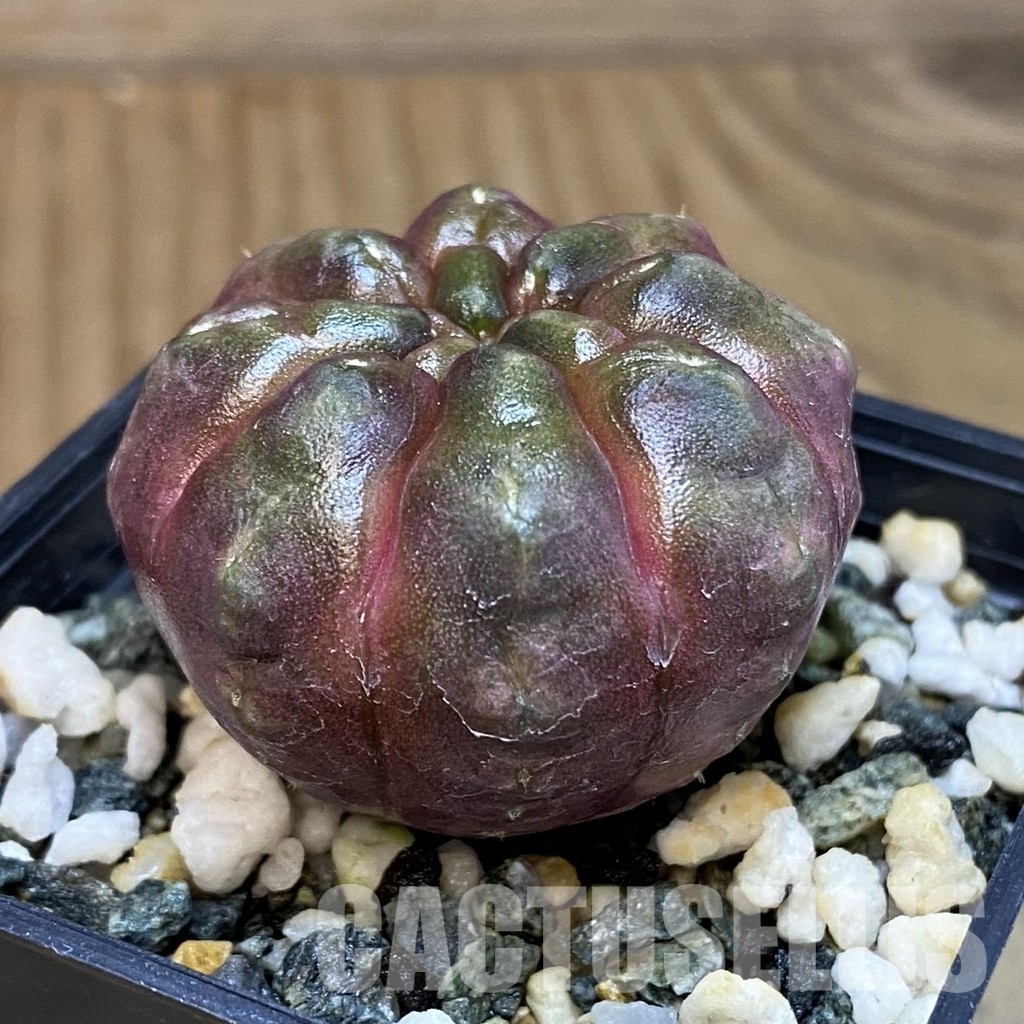 SH20587 Gymnocalycium mihanovichii ‘Day Dream’, seedling - Image 2