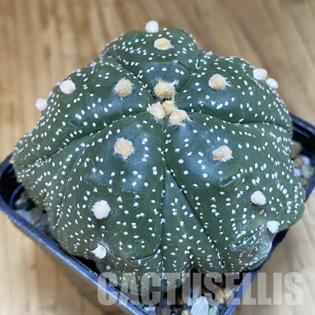 SH19963 Astrophytum asterias ‘Kikko' 5-ribs