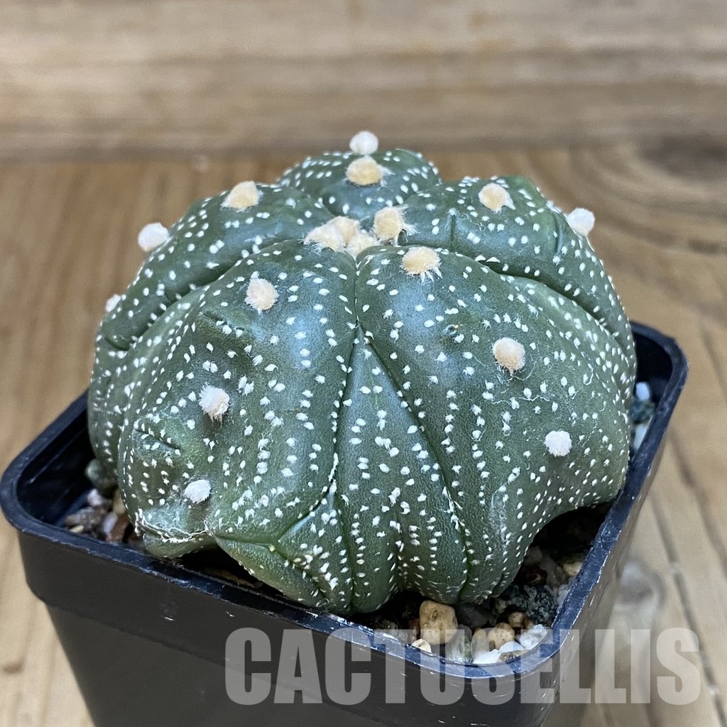 SH19963 Astrophytum asterias ‘Kikko' 5-ribs - Image 2