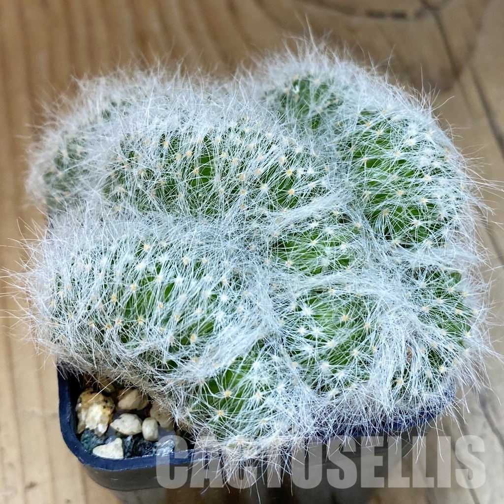 SH20121 Mammillaria baumii f. cristata
