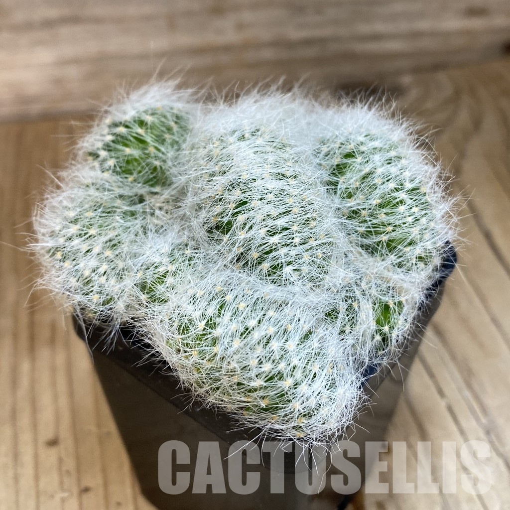 SH20121 Mammillaria baumii f. cristata - Image 2