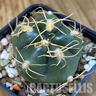 SH18545 Gymnocalycium denudatum, select form