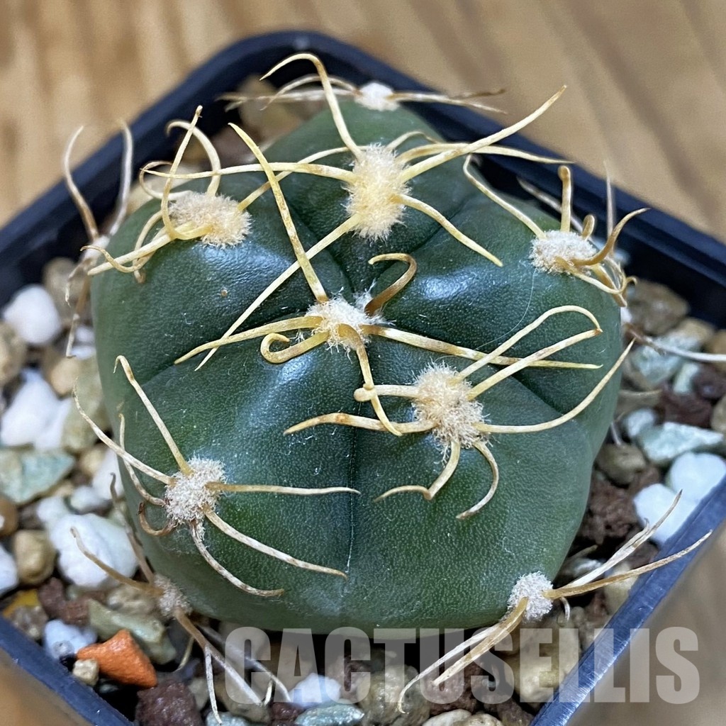 SH18545 Gymnocalycium denudatum, select form