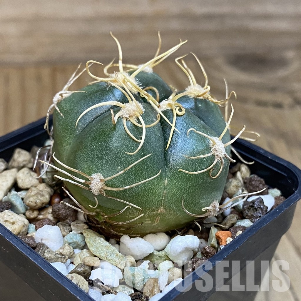 SH18545 Gymnocalycium denudatum, select form - Image 2
