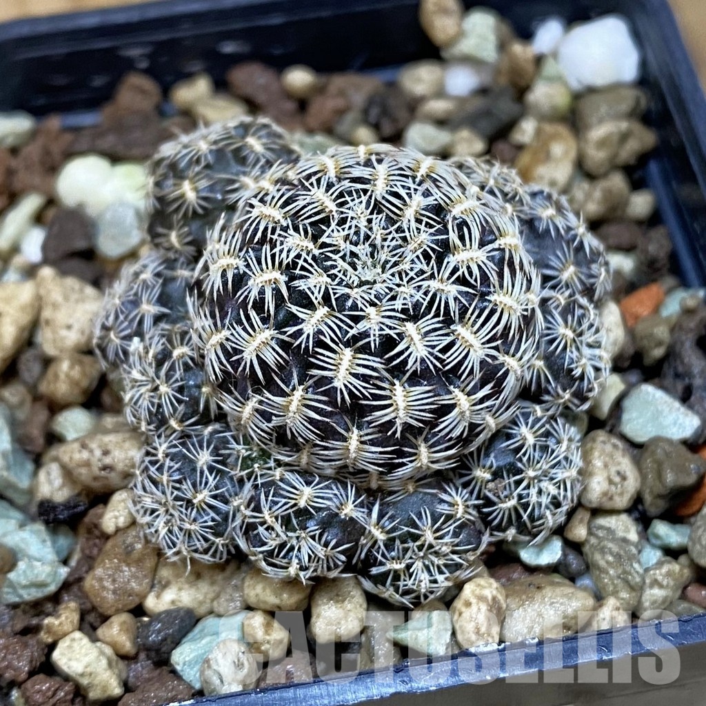 SH18696 Sulcorebutia augustinii LH 1721