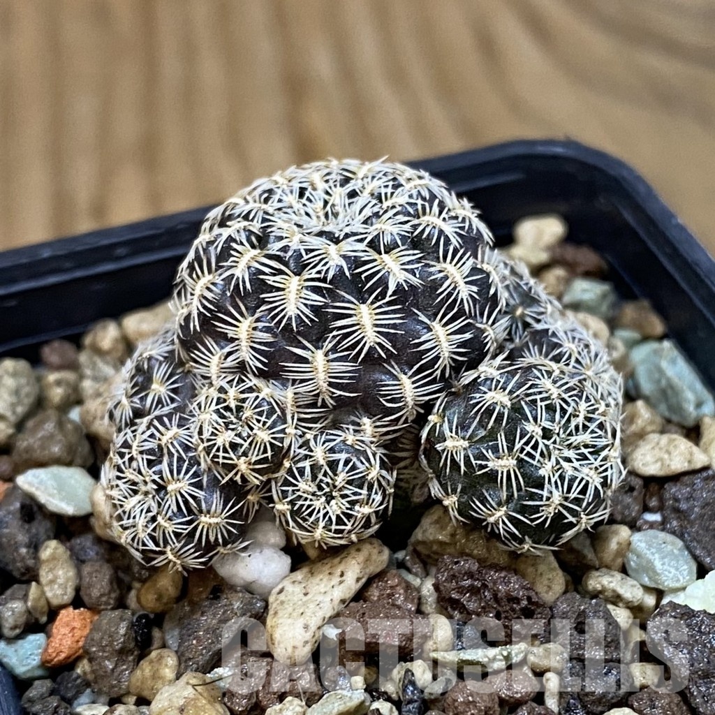 SH18696 Sulcorebutia augustinii LH 1721 - Image 2