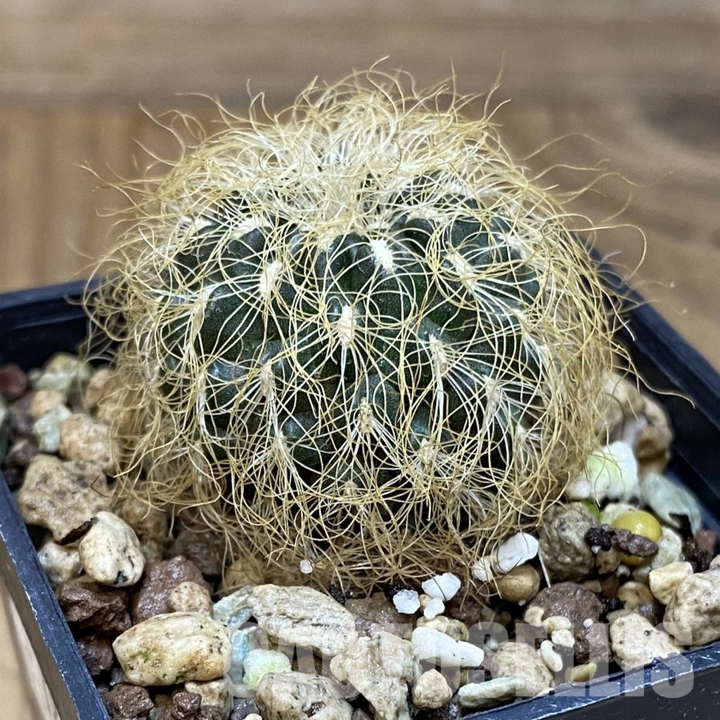 SH18695 Sulcorebutia patriciae - Image 2