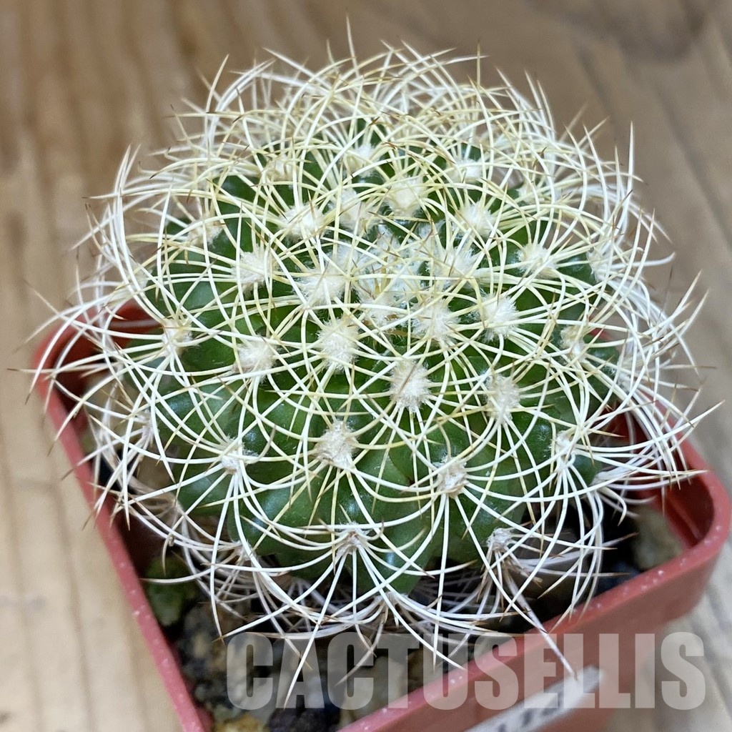 SH18116 Discocactus araneispinus MH 733, own roots