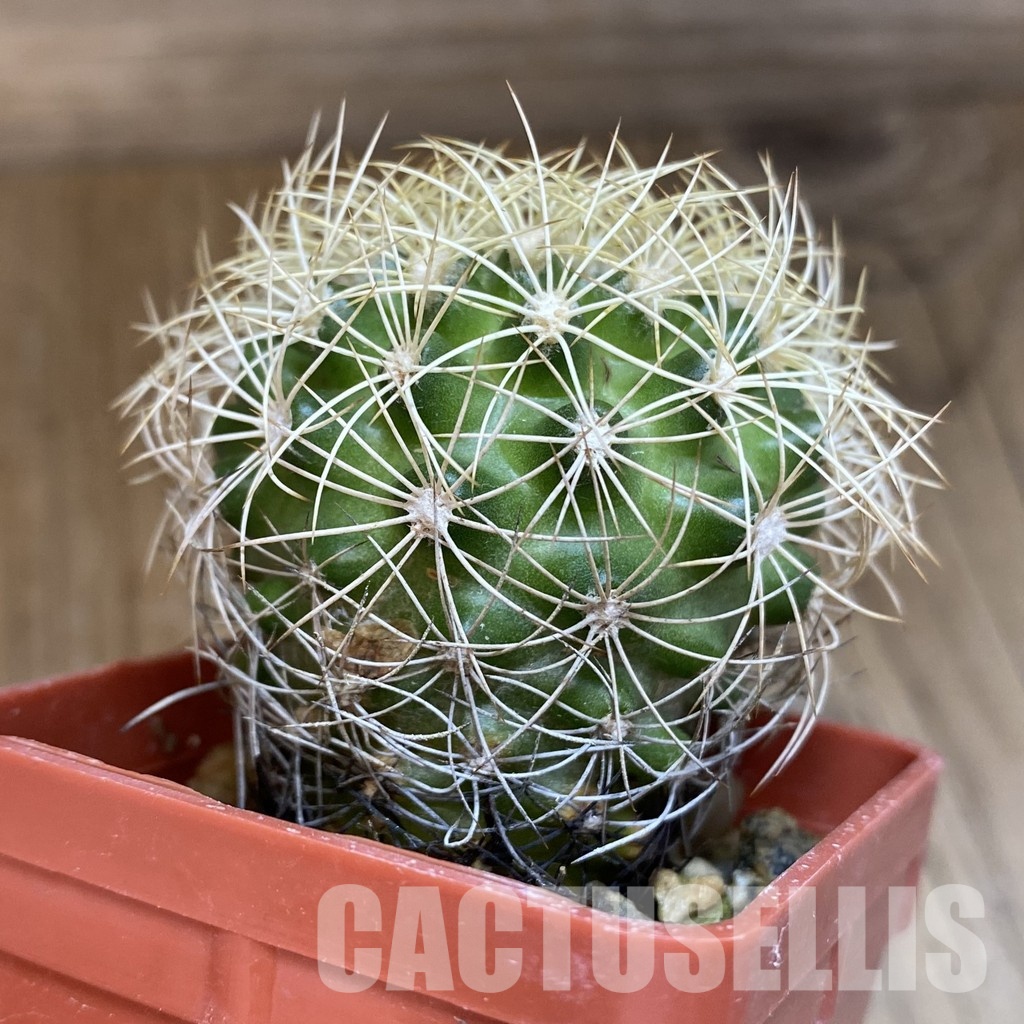 SH18116 Discocactus araneispinus MH 733, own roots - Image 2