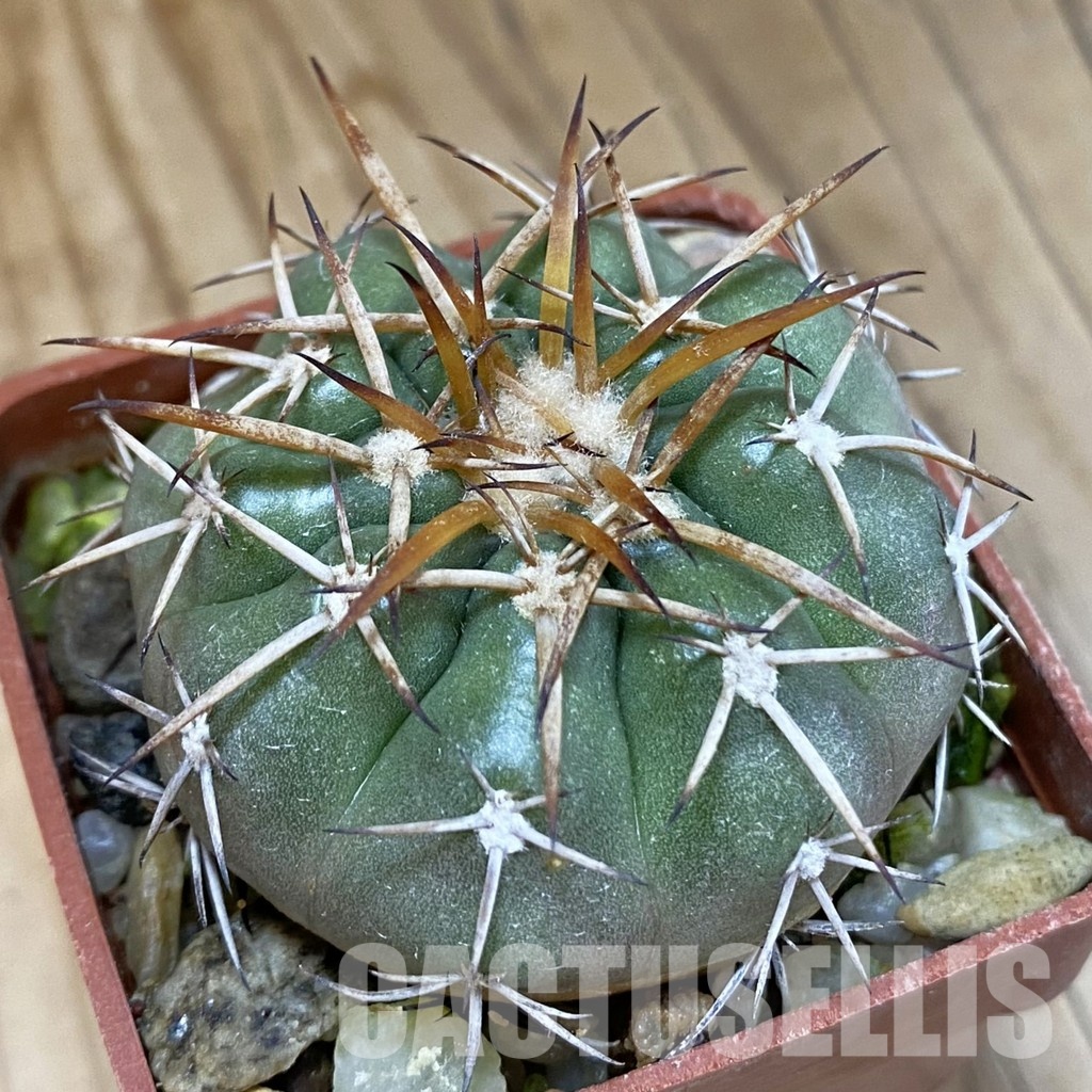 SH18102 Discocactus sp. North-West cavalcante MH 765, own roots
