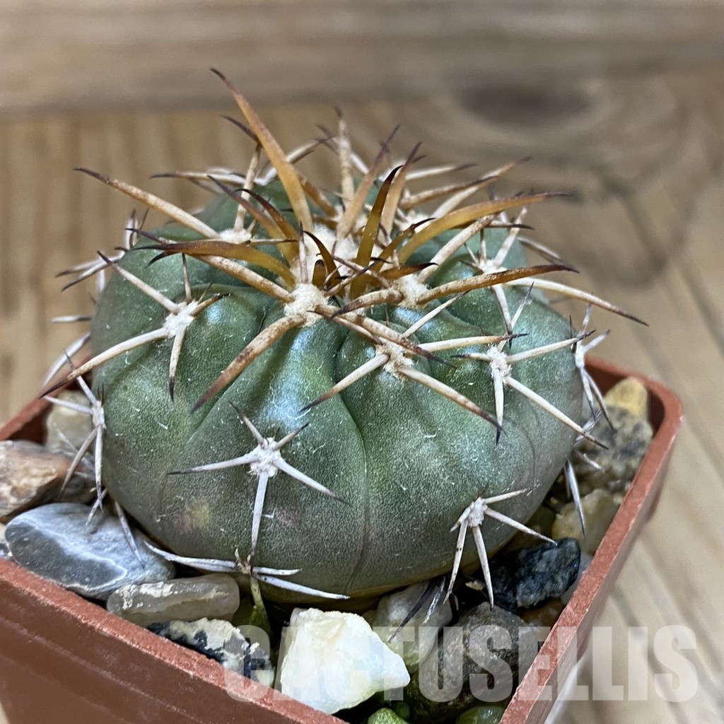 SH18102 Discocactus sp. North-West cavalcante MH 765, own roots - Image 2